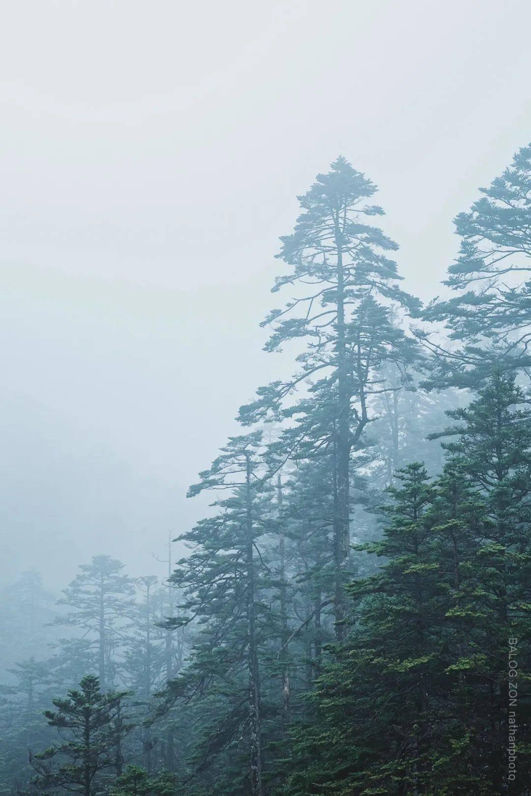春雨直播app